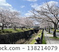 Cherry blossoms along the river 138214079