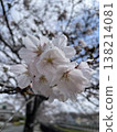 Yoshino cherry tree 138214081