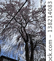 Dead brown cherry tree 138214083