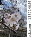 Yoshino cherry tree 138214086