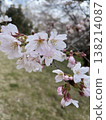 Grass and cherry blossoms 138214087