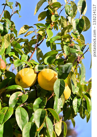 Ripe fruit of curry 138214117