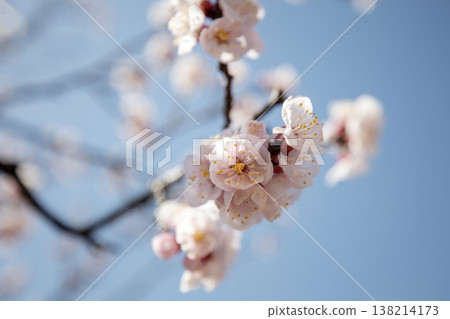 Apricot blossoms blooming at Jagyeongjeon Hall in Gyeongbokgung Palace, Seoul, South Korea 138214173