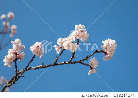 Apricot blossoms blooming at Jagyeongjeon Hall in Gyeongbokgung Palace, Seoul, South Korea Apricot blossoms blooming at Jagyeongjeon Hall in Gyeongbokgung Palace, Seoul, South Korea 138214174