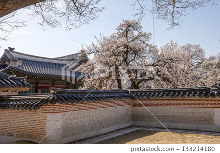 Apricot blossoms blooming at Jagyeongjeon Hall in Gyeongbokgung Palace, Seoul, South Korea 138214180