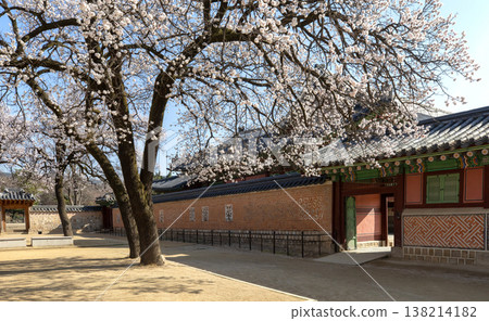 Apricot blossoms blooming at Jagyeongjeon Hall in Gyeongbokgung Palace, Seoul, South Korea Apricot blossoms blooming at Jagyeongjeon Hall in Gyeongbokgung Palace, Seoul, South Korea 138214182