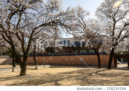 Apricot blossoms blooming at Jagyeongjeon Hall in Gyeongbokgung Palace, Seoul, South Korea Apricot blossoms blooming at Jagyeongjeon Hall in Gyeongbokgung Palace, Seoul, South Korea 138214184