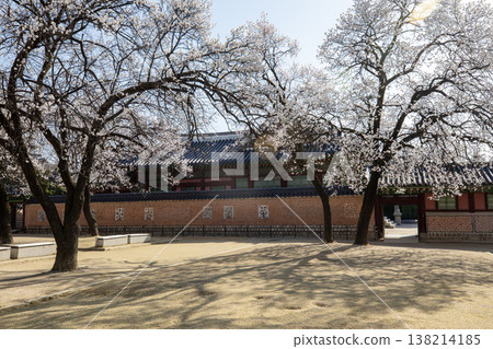 Apricot blossoms blooming at Jagyeongjeon Hall in Gyeongbokgung Palace, Seoul, South Korea Apricot blossoms blooming at Jagyeongjeon Hall in Gyeongbokgung Palace, Seoul, South Korea 138214185
