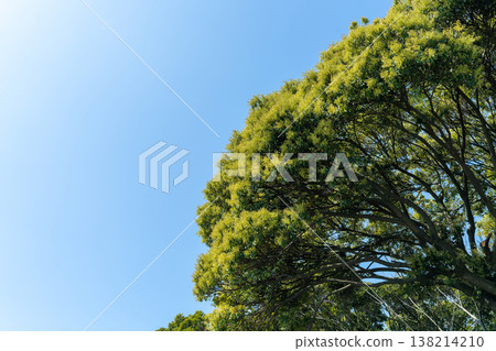 A large tree stretching towards the blue sky A large tree stretching towards the blue sky 138214210