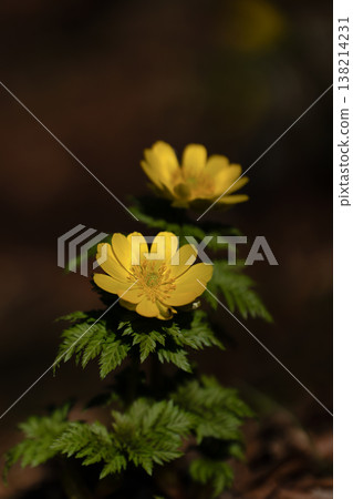 A close-up of Adonis amurensis blooming in the mountains in early spring. A close-up of Adonis amurensis blooming in the mountains in early spring. 138214231