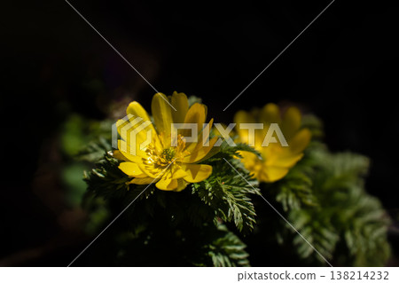 近距離拍攝的早春時節,山間盛開的紫菀花(Adonis amurensis)。 近距離拍攝的早春時節,山間盛開的紫菀花(Adonis amurensis)。 138214232