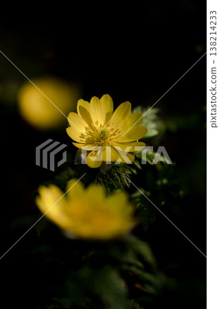 A close-up of Adonis amurensis blooming in the mountains in early spring. A close-up of Adonis amurensis blooming in the mountains in early spring. 138214233