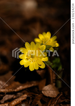 A close-up of Adonis amurensis blooming in the mountains in early spring. A close-up of Adonis amurensis blooming in the mountains in early spring. 138214234