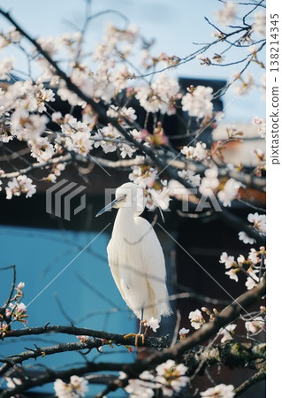 Cherry blossoms and egrets in Gion Shirakawa Cherry blossoms and egrets in Gion Shirakawa 138214345