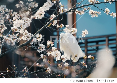 Cherry blossoms and egrets in Gion Shirakawa Cherry blossoms and egrets in Gion Shirakawa 138214346