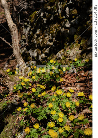 Spring sunlight overflowing in the early spring mountains and clusters of Adonis flowers Spring sunlight overflowing in the early spring mountains and clusters of Adonis flowers 138214395