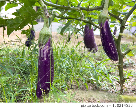 Multiple Purple Eggplants Solanum Melongena Growing On Plant In Garden Multiple Purple Eggplants Solanum Melongena Growing On Plant In Garden 138214533