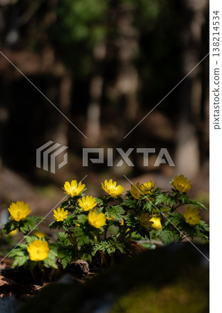 Adonis ramosa blooming in the mountains in early spring Adonis ramosa blooming in the mountains in early spring 138214534