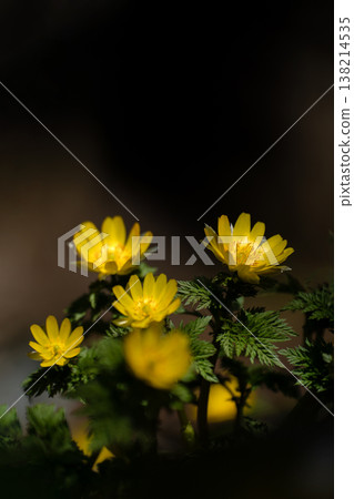 Adonis ramosa blooming in the mountains in early spring Adonis ramosa blooming in the mountains in early spring 138214535