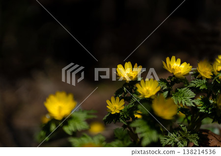 Adonis ramosa blooming in the mountains in early spring Adonis ramosa blooming in the mountains in early spring 138214536