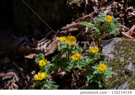 Adonis ramosa blooming in the mountains in early spring 138214539