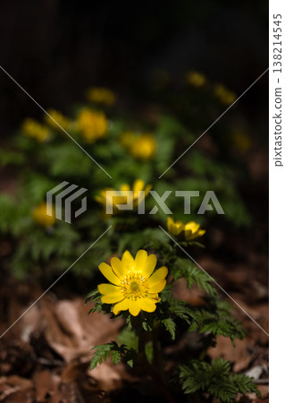 Adonis ramosa blooming in the mountains in early spring Adonis ramosa blooming in the mountains in early spring 138214545
