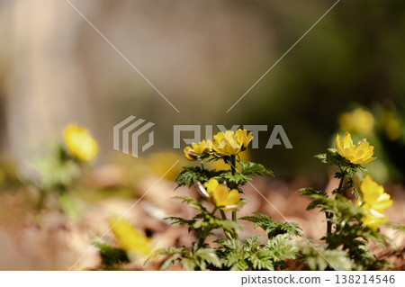 Adonis ramosa blooming in the mountains in early spring Adonis ramosa blooming in the mountains in early spring 138214546