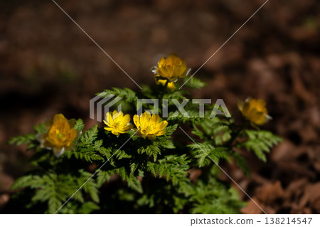 Adonis ramosa blooming in the mountains in early spring Adonis ramosa blooming in the mountains in early spring 138214547