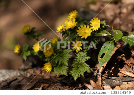 Adonis ramosa blooming in the mountains in early spring Adonis ramosa blooming in the mountains in early spring 138214549