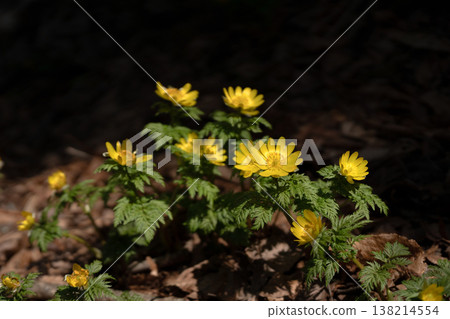 Adonis ramosa blooming in the mountains in early spring Adonis ramosa blooming in the mountains in early spring 138214554