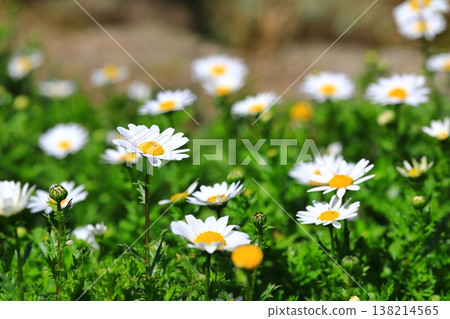 White Margaret 138214565