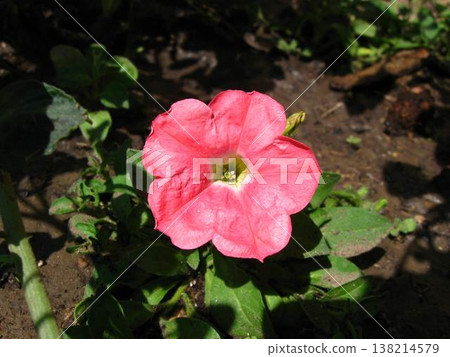 Salmon-Colored Petunia Flower Saucer Salmon-Colored Petunia Flower Saucer 138214579
