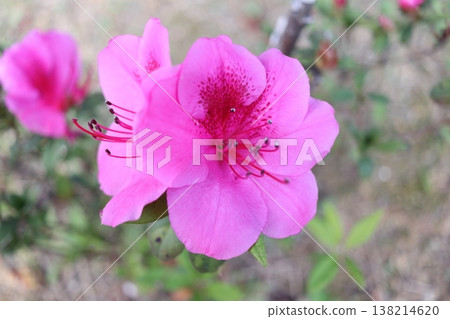 Azaleas in full bloom in Higashi Village, Okinawa Prefecture Azaleas in full bloom in Higashi Village, Okinawa Prefecture 138214620