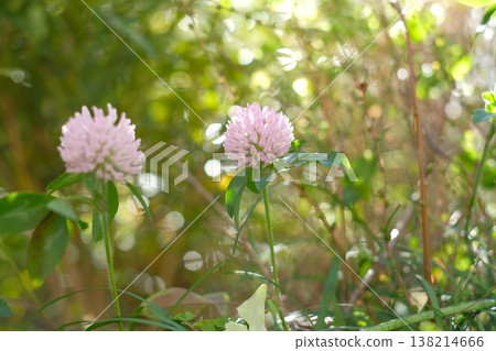 Red clover in full bloom in the spring park Red clover in full bloom in the spring park 138214666