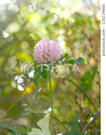 Red clover in full bloom in the spring park 138214668