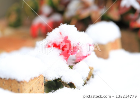 一朵紅色的仙客來花，頂端長著棉絮狀的花冠。 138214779