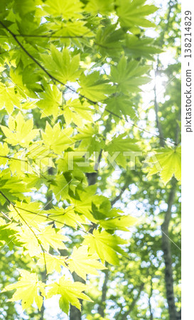 Fresh green forest and eco-image of Oku-Daisen Fresh green forest and eco-image of Oku-Daisen 138214829