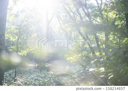 Fresh green forest and eco-image of Oku-Daisen Fresh green forest and eco-image of Oku-Daisen 138214837