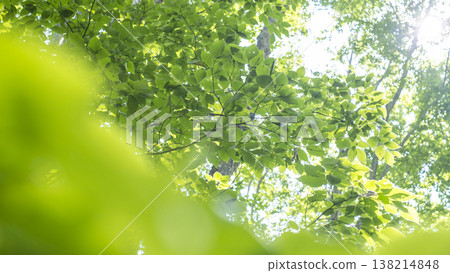 Fresh green forest and eco-image of Oku-Daisen 138214848