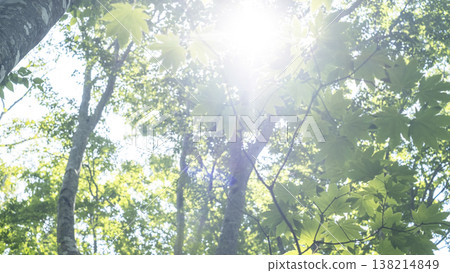 Fresh green forest and eco-image of Oku-Daisen Fresh green forest and eco-image of Oku-Daisen 138214849