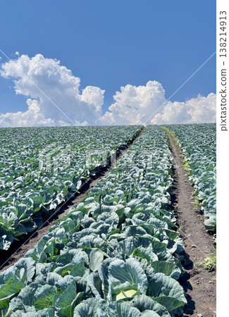 The blue sky and vast cabbage fields of Tsumagoi Village The blue sky and vast cabbage fields of Tsumagoi Village 138214913