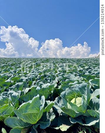 Cabbage fields in Tsumagoi Village, with blue skies and lush green leaves. Cabbage fields in Tsumagoi Village, with blue skies and lush green leaves. 138214914