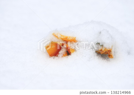 埋在雪地裡的三色堇花 埋在雪地裡的三色堇花 138214966