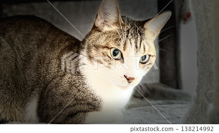 A tabby cat relaxing on a cat tower 138214992