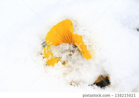 Pansy flowers buried in snow 138215021