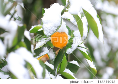 Kumquats covered in snow Kumquats covered in snow 138215058