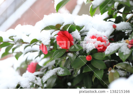 覆蓋著雪的紅色山茶花 138215166