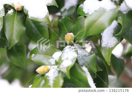山茶苞被雪覆蓋 138215176