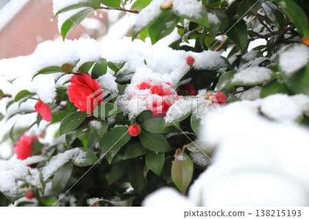山茶花被雪覆蓋 山茶花被雪覆蓋 138215193