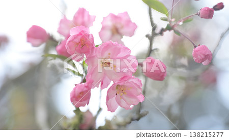 The crabapple trees at Myohonji Temple in Kamakura: Spring flowers bathed in soft light. 138215277